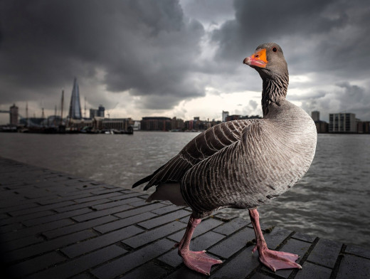 �1755546 �������(a): ����������:2050x1545